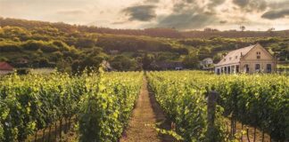 Nova sredstva za ulaganja i dodatna pomoć sektoru vinarstva