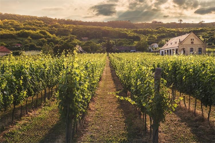 Nova sredstva za ulaganja i dodatna pomoć sektoru vinarstva