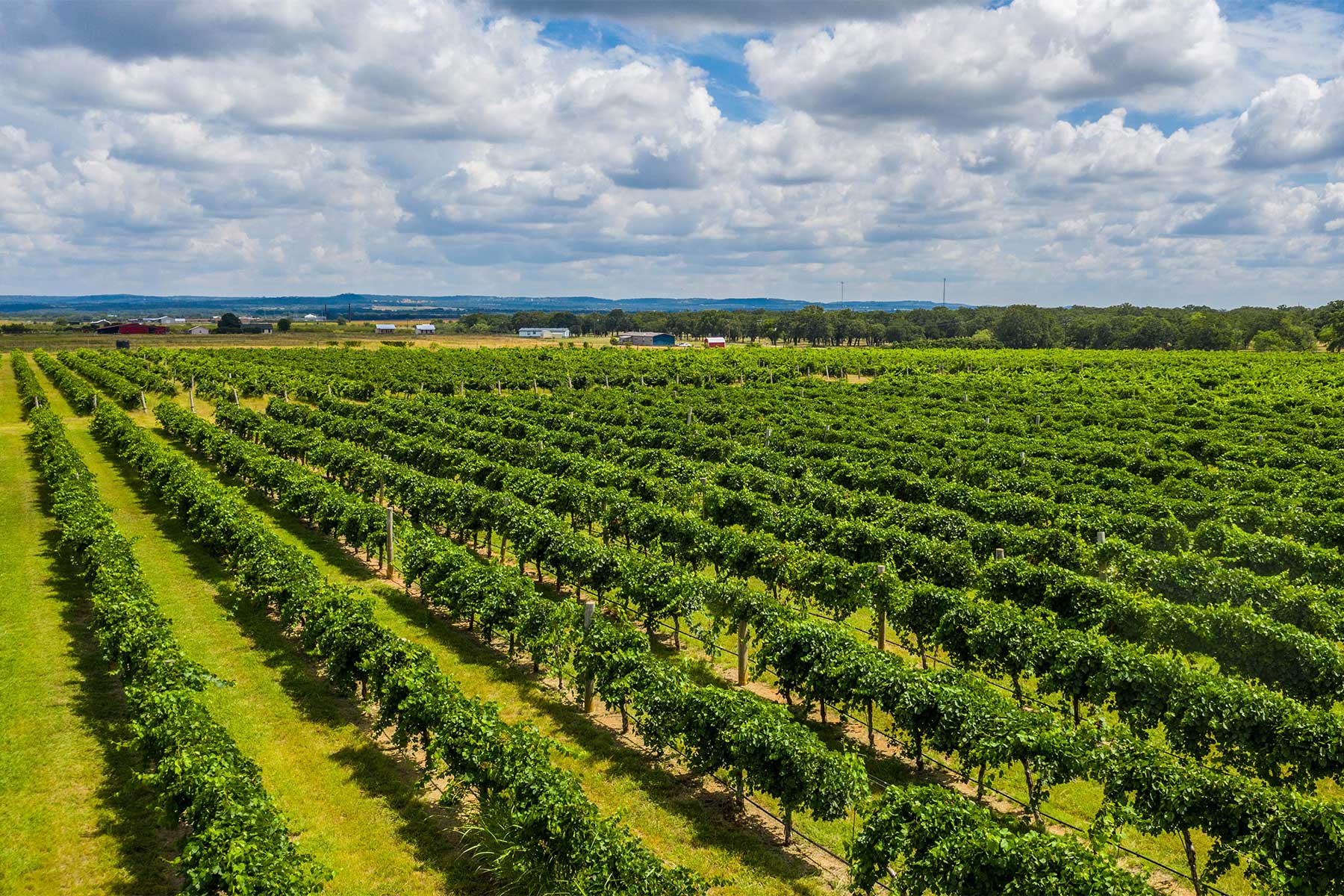 Klonska selekcija u vinogradarstvu