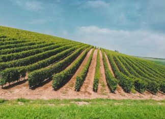 Održavanje čistog tla u vinogradima i voćnjacima