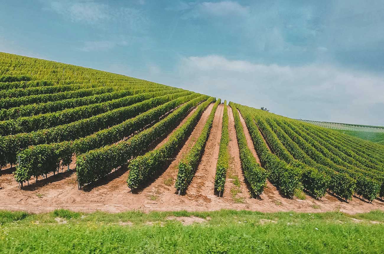 Održavanje čistog tla u vinogradima i voćnjacima