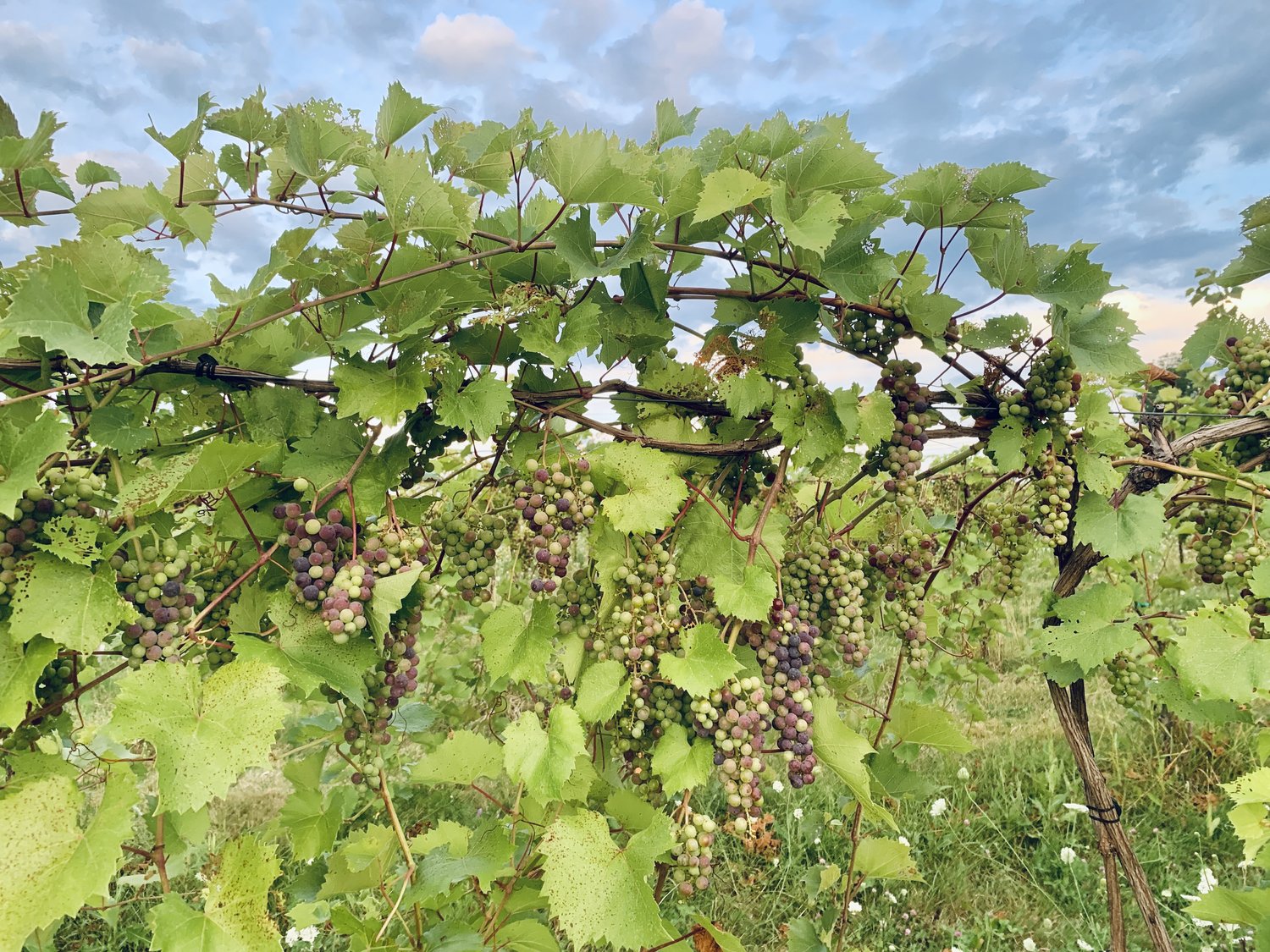 Novi „vinogradi” i novi „vinogradari”