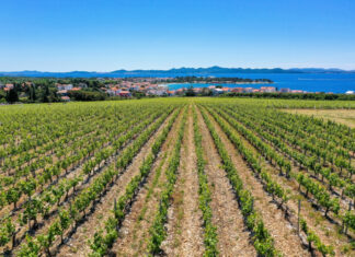 Lozne podloge za primorske vinograde