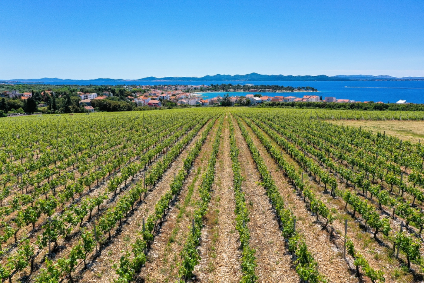Lozne podloge za primorske vinograde
