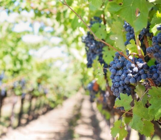 Predstavljanje projekta autohtonih sorti vinove loze Predstavljanje projekta autohtonih sorti vinove loze