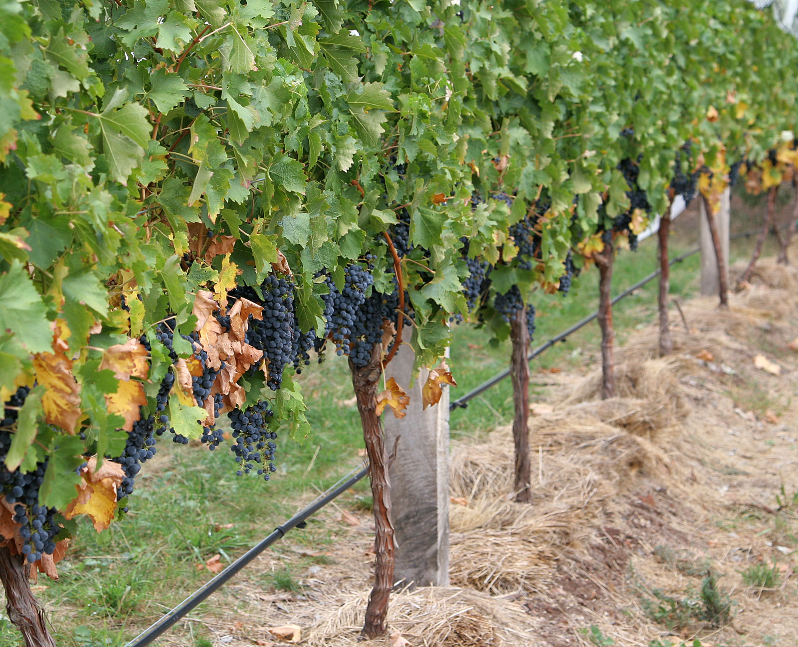 Sorte vinove loze otporne na gljivične bolesti