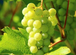 Uzgoj vinove loze na kiselim tlima