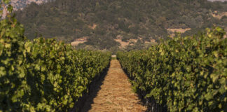 Navodnjavanje vinove loze i masline uzgajanih na osvojenom kršu (2)