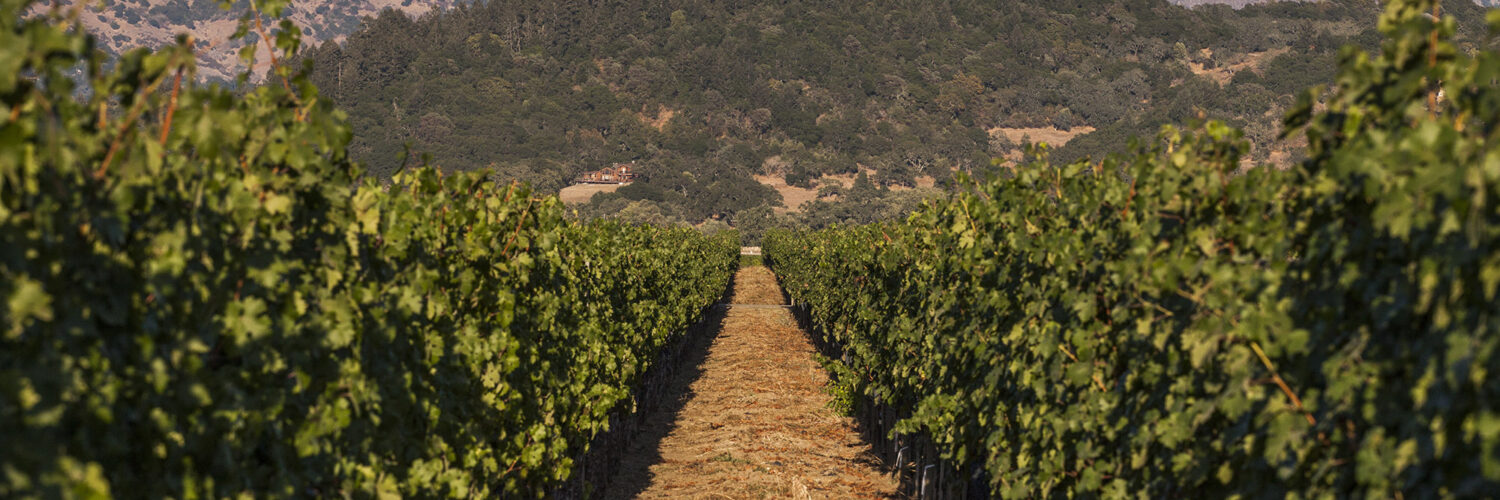 Navodnjavanje vinove loze i masline uzgajanih na osvojenom kršu (2)
