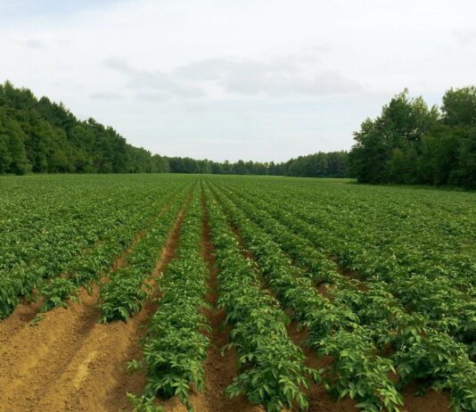 Obavijest proizvođačima krumpira - desikacija cime