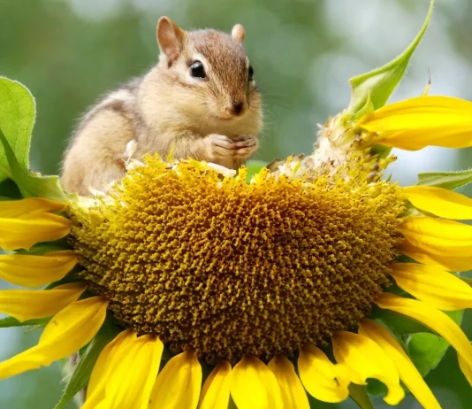 Konvencije o biološkoj raznolikosti