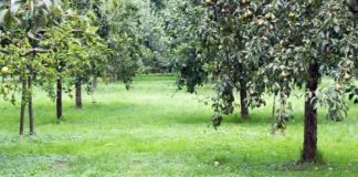 Očuvanje tradicionalnih i autohtonih sorti voćnih vrsta u Hrvatskoj