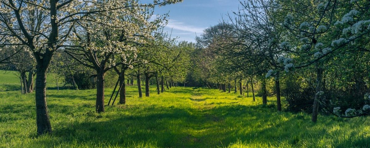 Rezidba zapuštenih voćaka