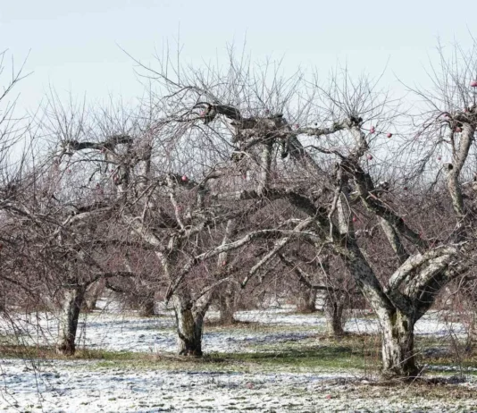 Sortiment i zaštita voća u fokusu HAPIH-ovih zimskih edukacija voćara