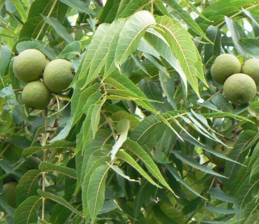 Agroekonomika – Orah – voćka za plod i drvo