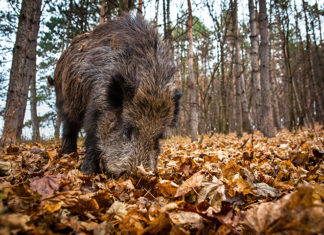naredba o smanjenju broja divljači