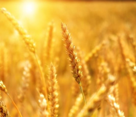 Natječaj za skladišne kapacitete za žitarice i uljarice