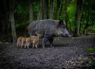 sprječavanje šteta od divljači natječaj