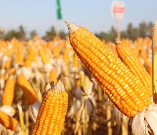 Isplativost proizvodnje kukuruza za silažu u 2012. Isplativost proizvodnje kukuruza za silažu u 2012.