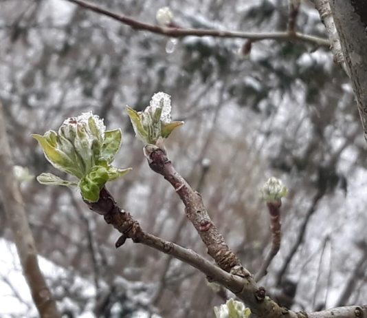 hrvatski ured za osiguranje osiguranje voćnjaka od mraza