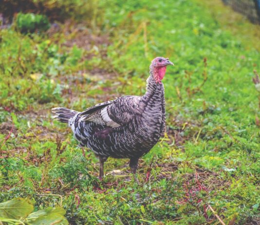 „Puran zagorskih brega“