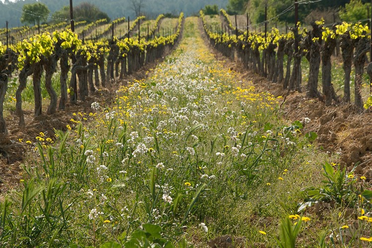 Povlačenje s tržišta sredstva za zaštitu bilja na osnovi aktivne tvari dimetomorf