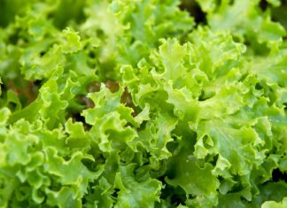 Zeleni hit predstavio hit sorte zelene salate za 2016.