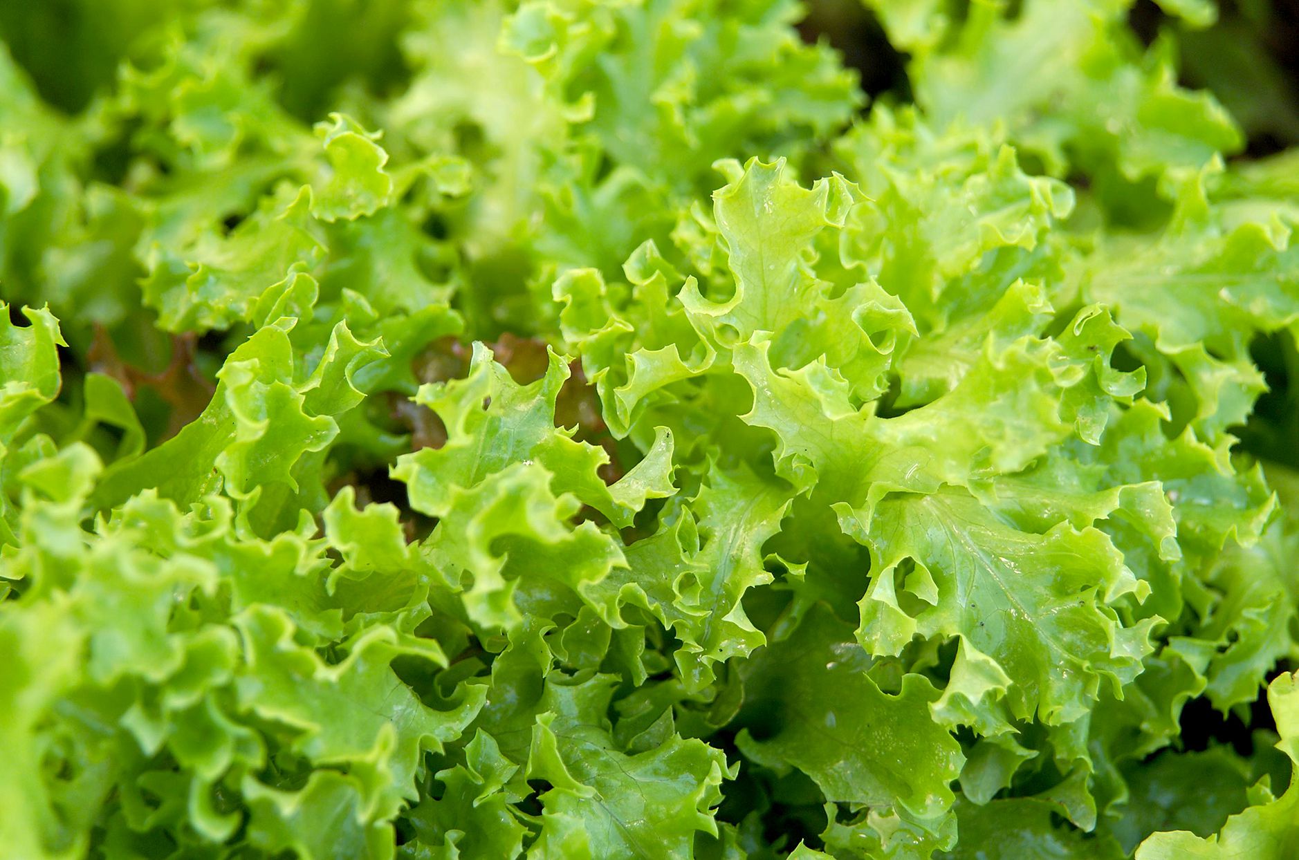 Zeleni hit predstavio hit sorte zelene salate za 2016.
