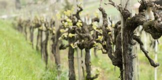 Zimsko prskanje voćnjaka i vinograda za zdrav urod