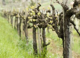 Zimsko prskanje voćnjaka i vinograda za zdrav urod