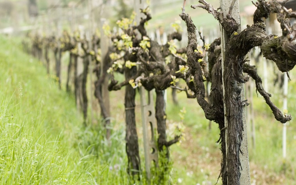 Zimsko prskanje voćnjaka i vinograda za zdrav urod