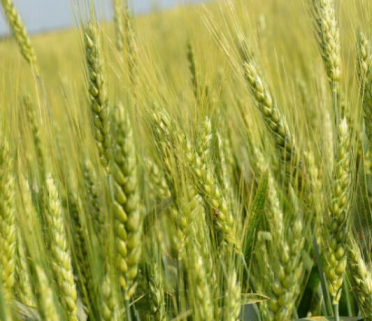 Konačno herbicid za proljetnu zaštitu žita s fleksibilnim vremenom primjene