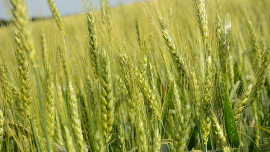Konačno herbicid za proljetnu zaštitu žita s fleksibilnim vremenom primjene