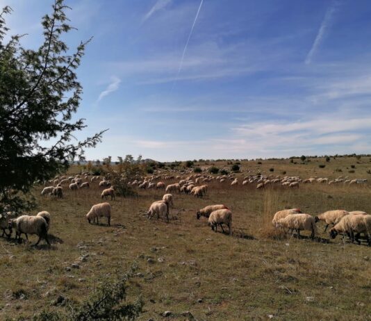 Incijativa 'Živo selo' za prehrambenu suverenost