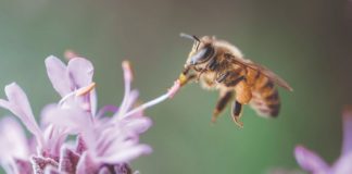 duljina života pčela koliko pčele žive