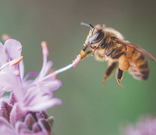 duljina života pčela koliko pčele žive
