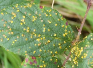 Žuta hrđa na kupinama - bolest na početku vegetacije