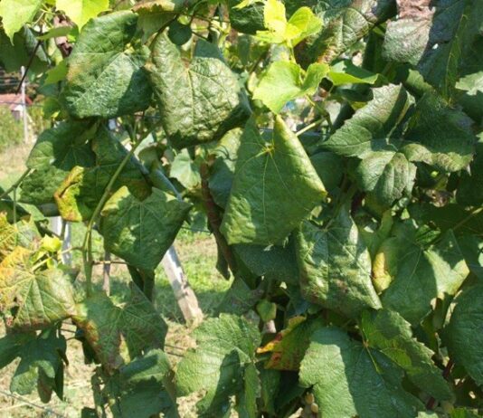 zlatna žutica mospilan